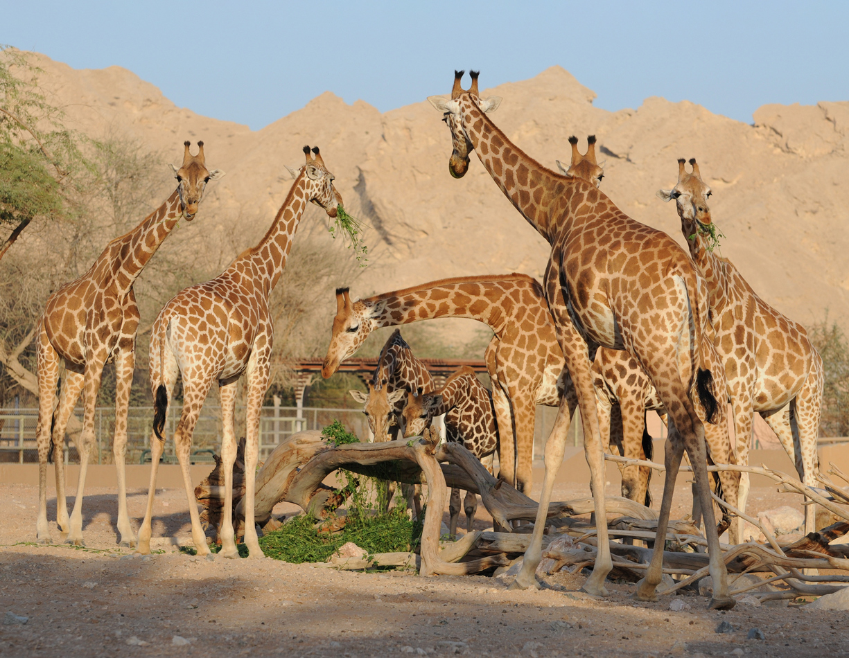 ©EDSA | Al Ain Wildlife Park & Resort | Giraffes Grazing