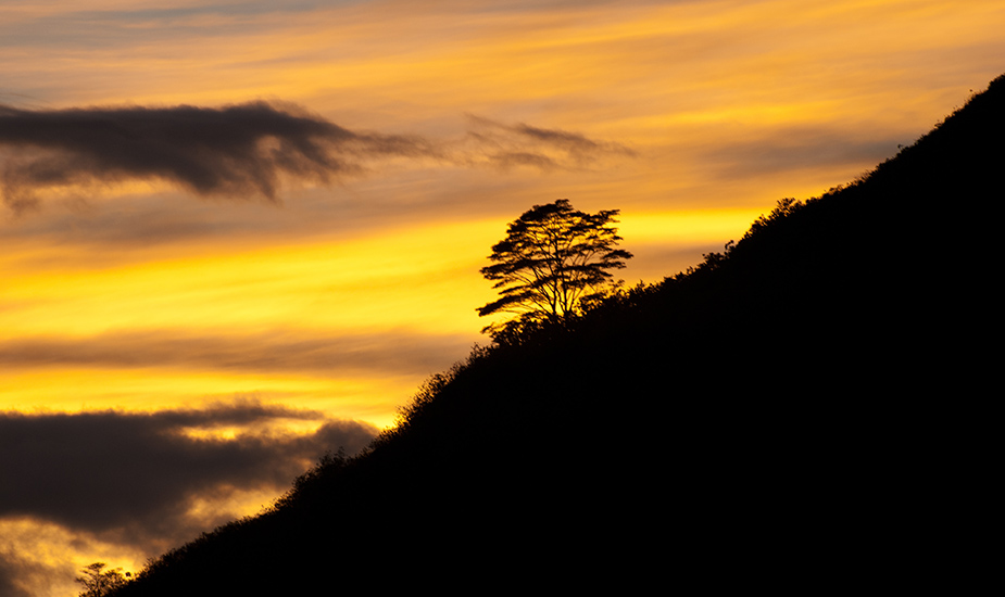 ©EDSA | Insights | Tree Silhouette